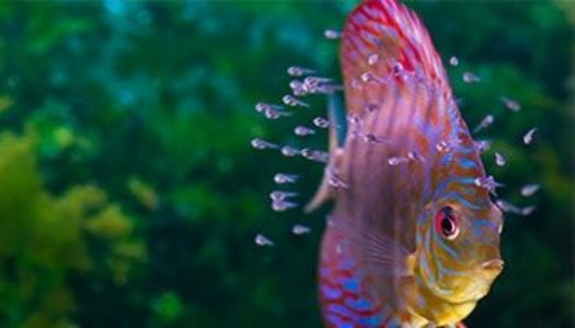 Aquaristik