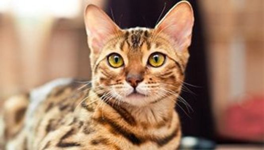 Katze