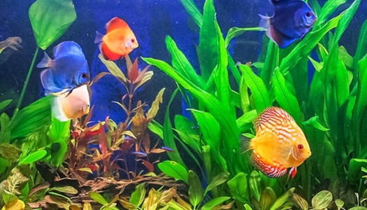 Aquarium gestalten