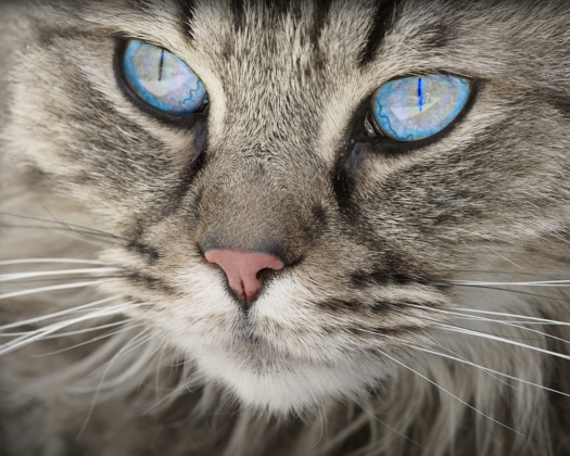 Gesicht einer Russisch Blau Katze
