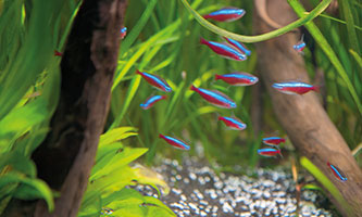  Ein Schwarm leuchtend roter Neonsalmler schwimmt zwischen Unterwasserpflanzen und Treibholz in einem Aquarium
