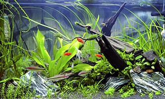  Ein üppig bepflanztes Süßwasseraquarium mit verschiedenen Grüntönen von Wasserpflanzen, dunklen Wurzeln und kleinen, rötlichen Fischen, die zwischen den Pflanzen schwimmen.