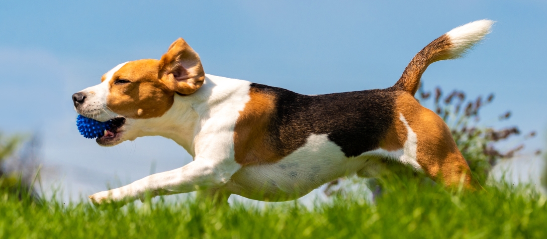 Der Beagle stammt aus Großbritannien und gehört zu den ältesten Jagdhunderassen.