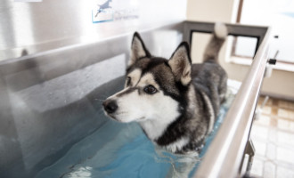 ZOO & Co. bietet neues Unterwasserlaufband von HuffysFit zur Förderung der Tiergesundheit