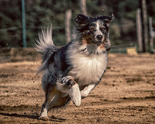 Ein Hund beim Ausdauersport unter dem Motto Bewegung des Hundes im Frühjahr