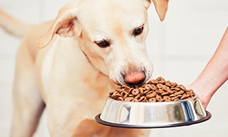 Wichtige Ernährungstipps für Hunde