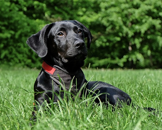 Wesen und Erziehung des Labradors