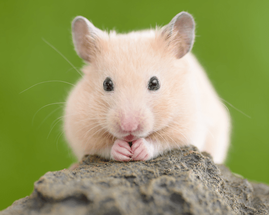 Syrischer Goldhamsters sitzt auf einem Stein im Grünen