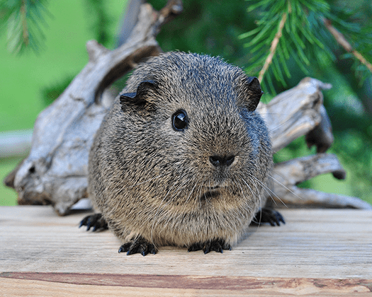 Meerschweinchen sitzt auf einem Holzsteg m Freien