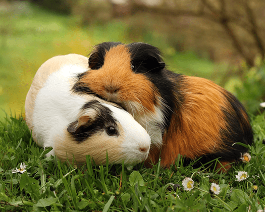 Zwei Meerschweinchen auf einer grünen Wiese