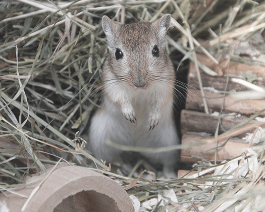 Rennmaus mach Männchen im Gras