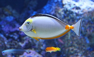 Eine Person setzt mit ihren Händen eine grüne Kunstpflanze in ein leeres Aquarium.