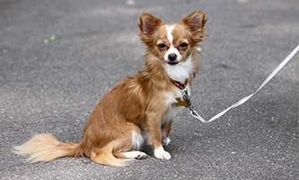 Die quirligen Chihuahuas