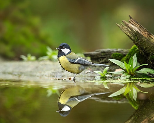 Ein Vogel am Wasser zu dem Thema Gefiederpflege und Trinken